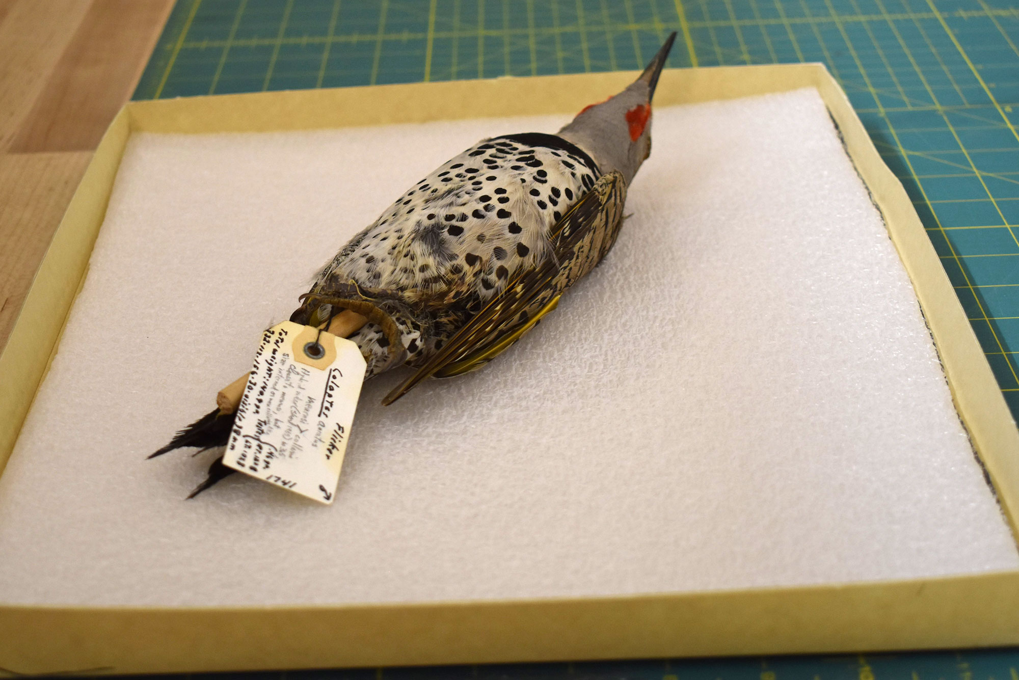 Northern Flicker specimen before rehousing