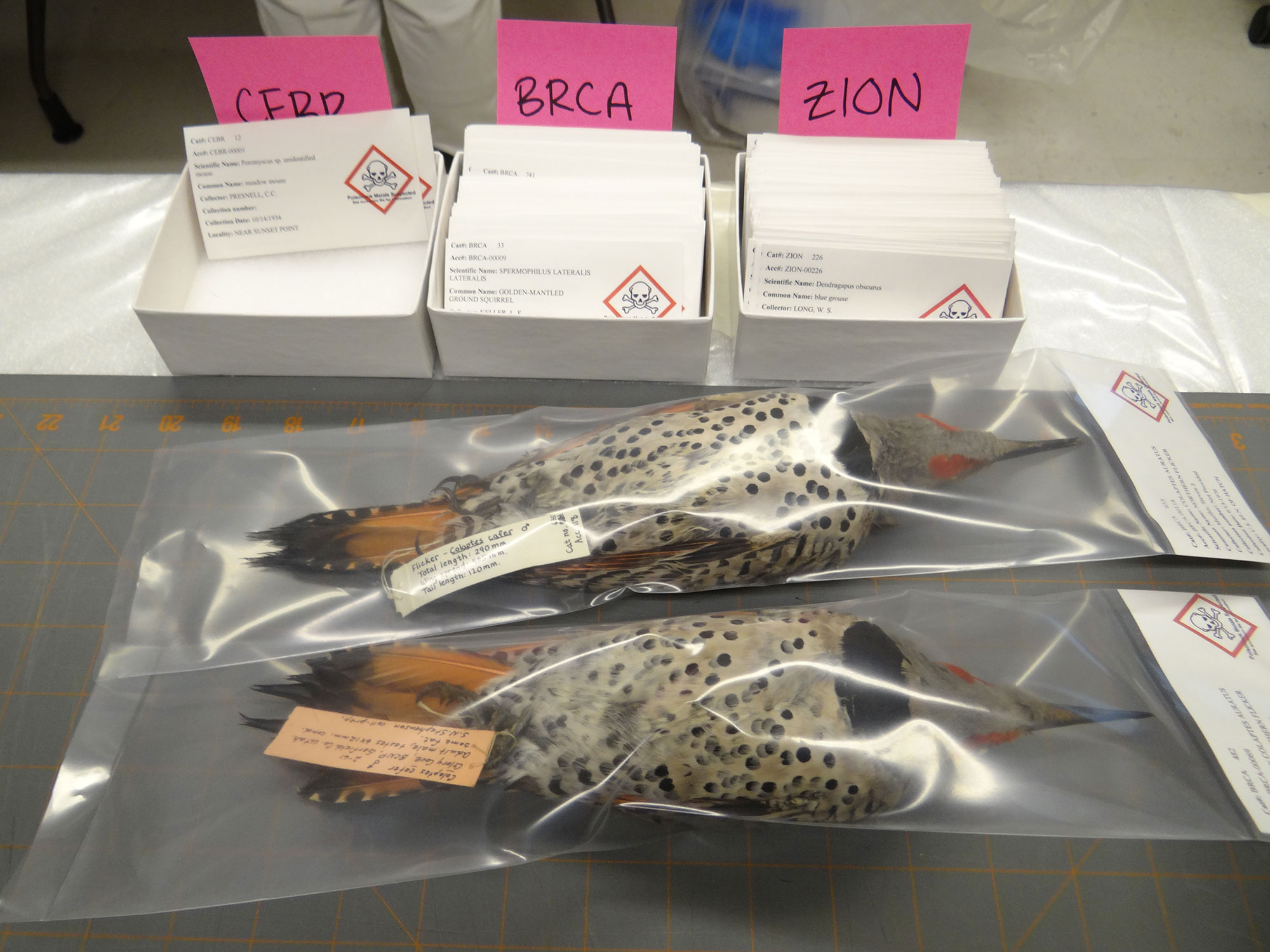 Northern Flicker specimens after rehousing