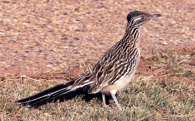 Greater Roadrunner  Geococcyx californianus