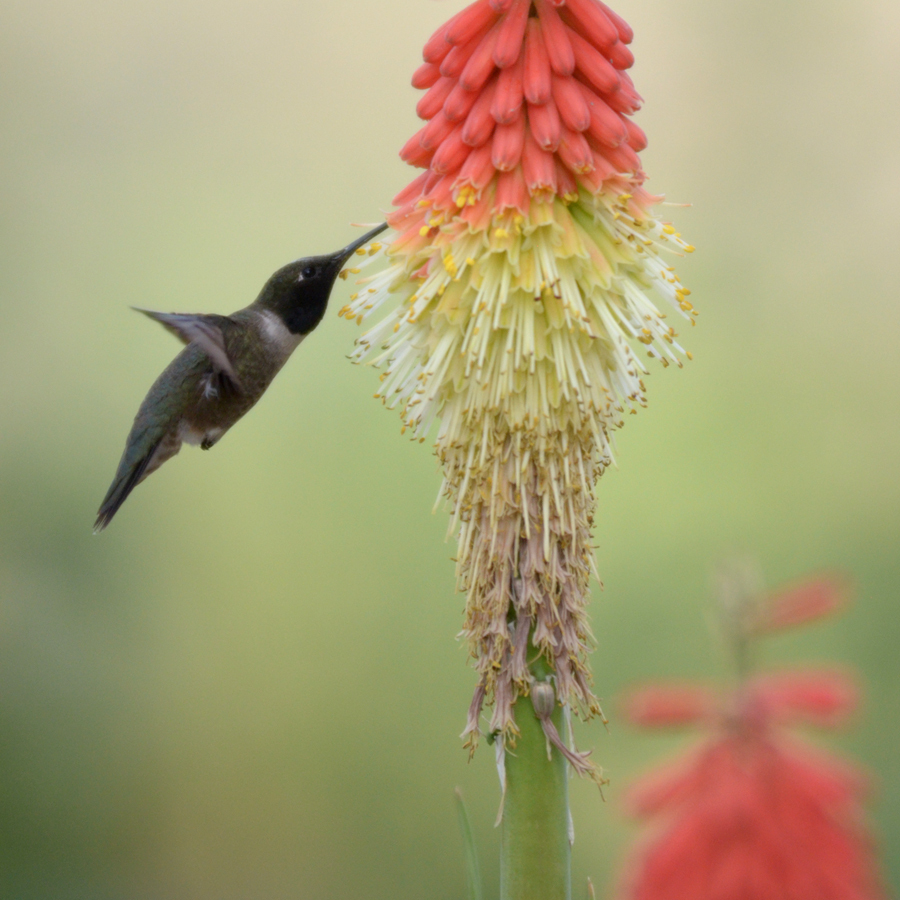 lack-chinned hummingbird hovers while feeding.