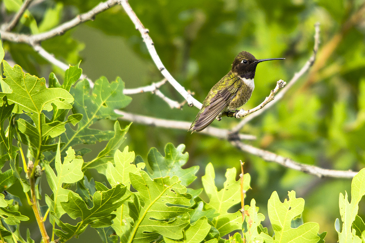 Small hummingbird with long narrow beak, black head and chin, white throat, and green speckled body. He is sitting on a leafless twig surrounded by deeply lobed green leaves.