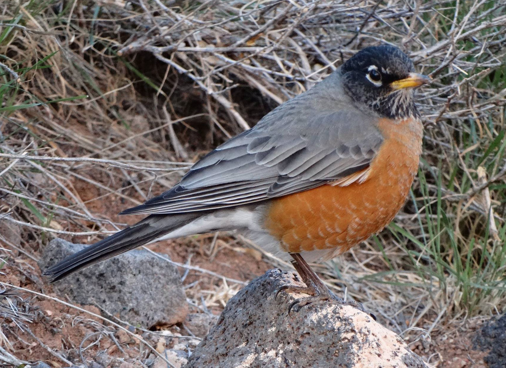 American robin