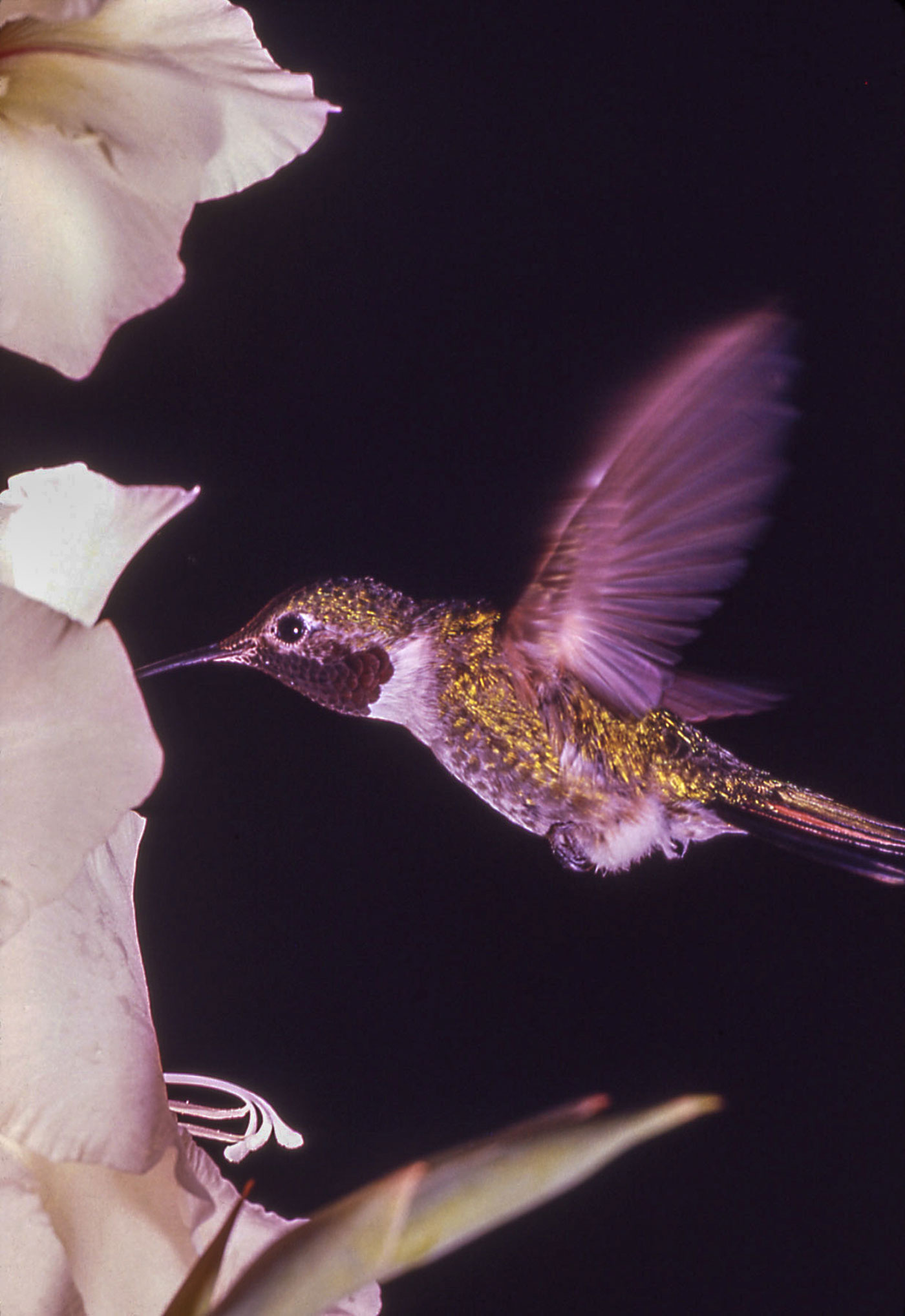 A hummingbird is feeding off of the nectar of a flower.