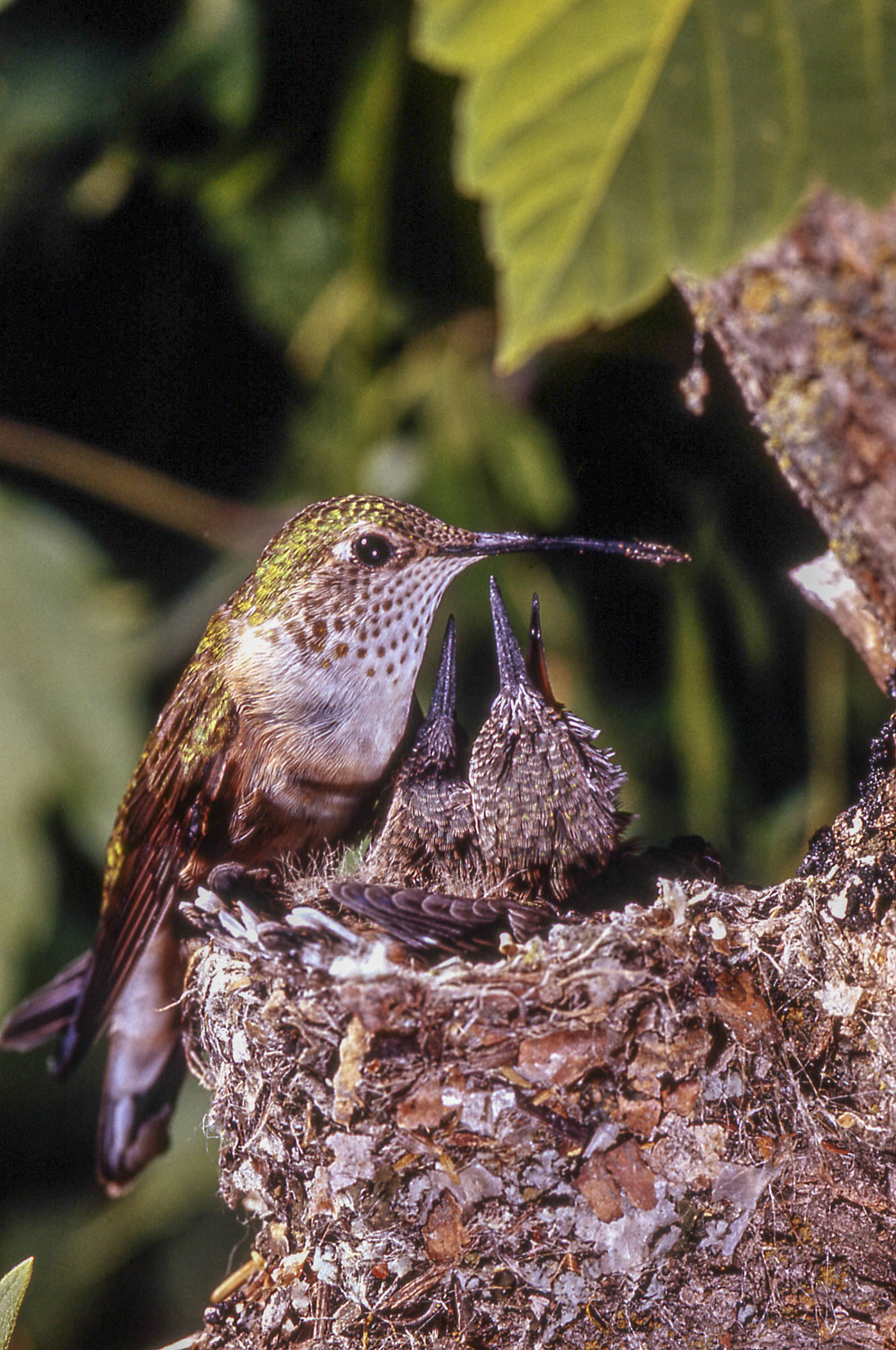 A hummingbird is feeding babies in its nest.