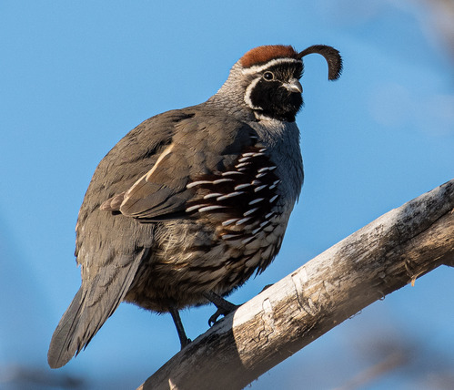 Gambel's Quail