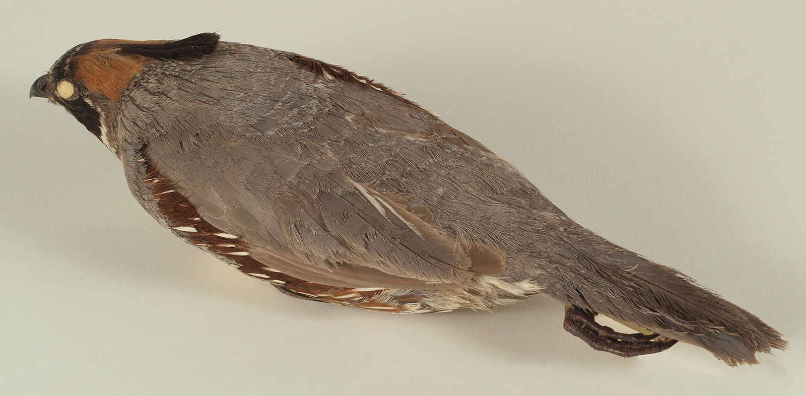 Gambel's Quail