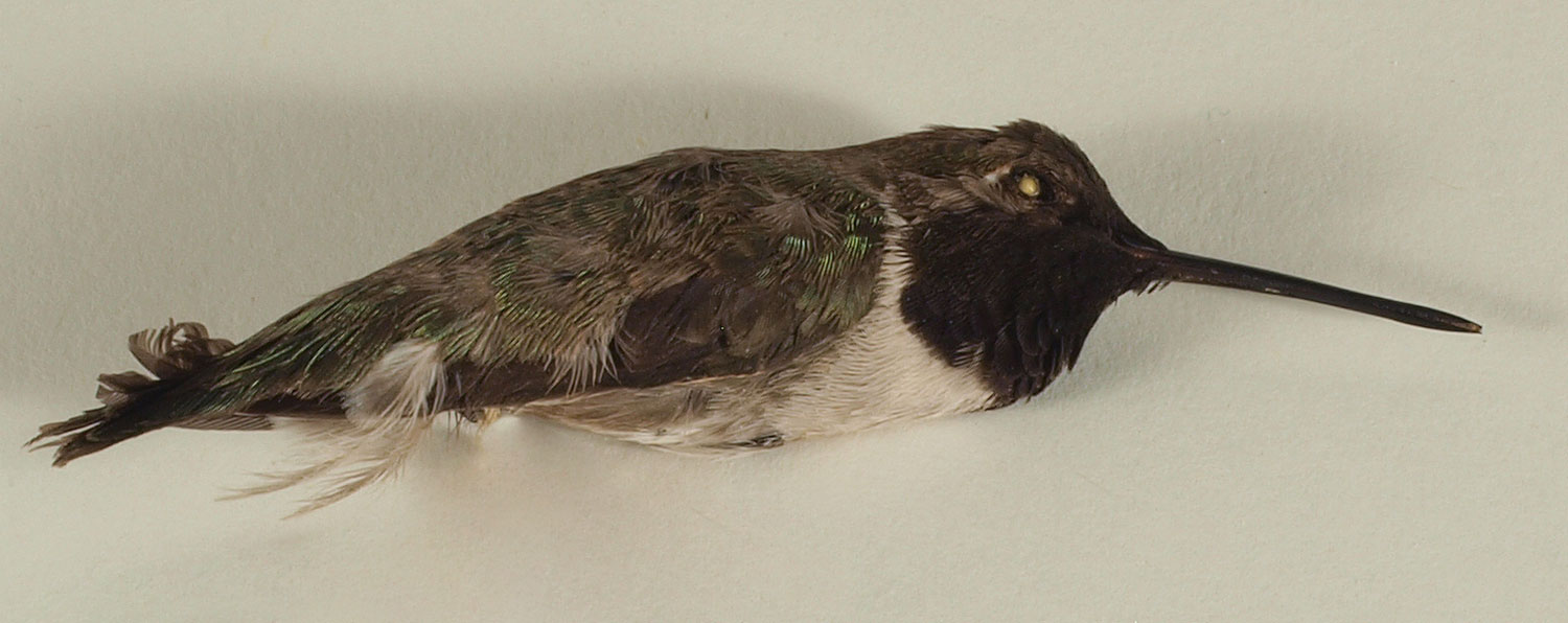 American Robin Turdus migratorius