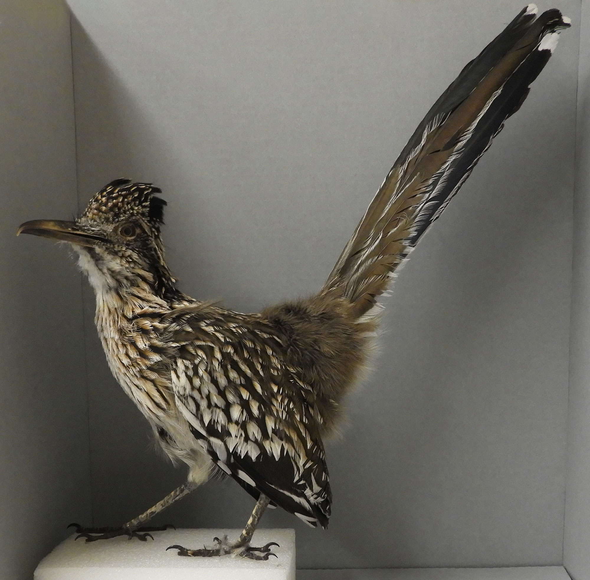 Greater Roadrunner  Geococcyx californianus