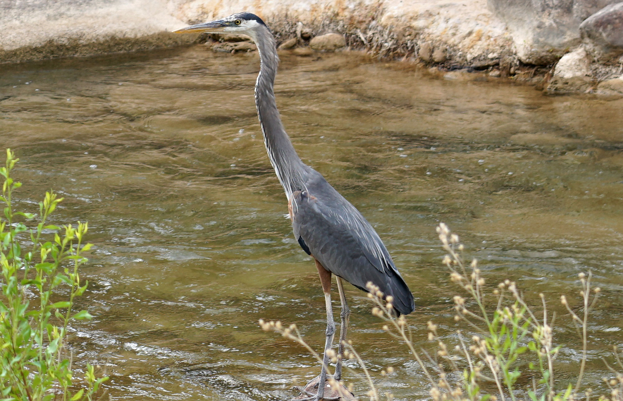 Blue Heron