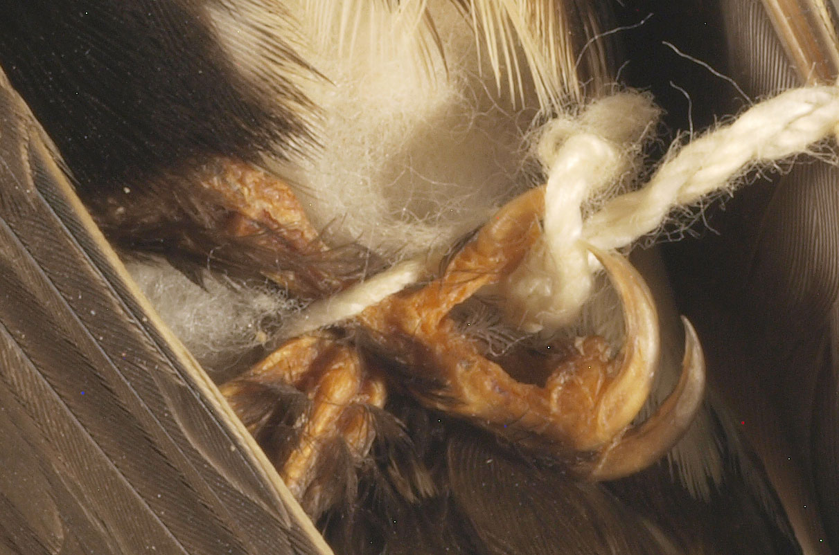 White-Throated Swift talons