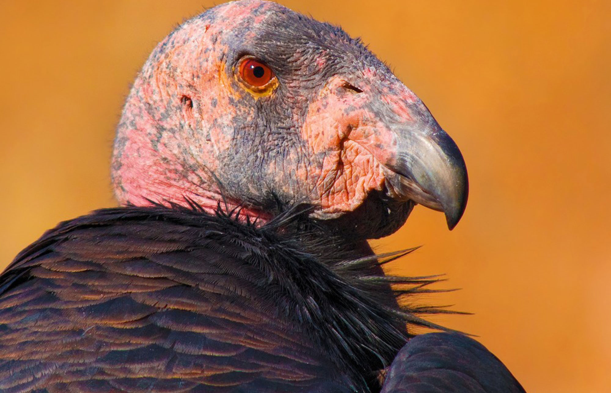 California Condor