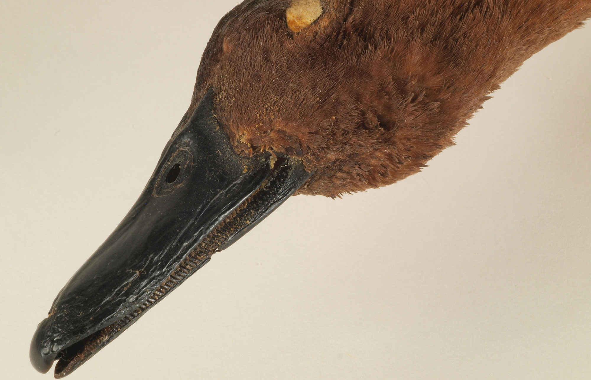 Cinnamon Teal specimen