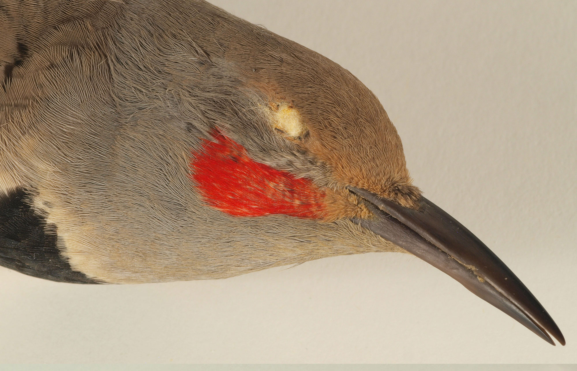 Northern Flicker woodpecker specimen