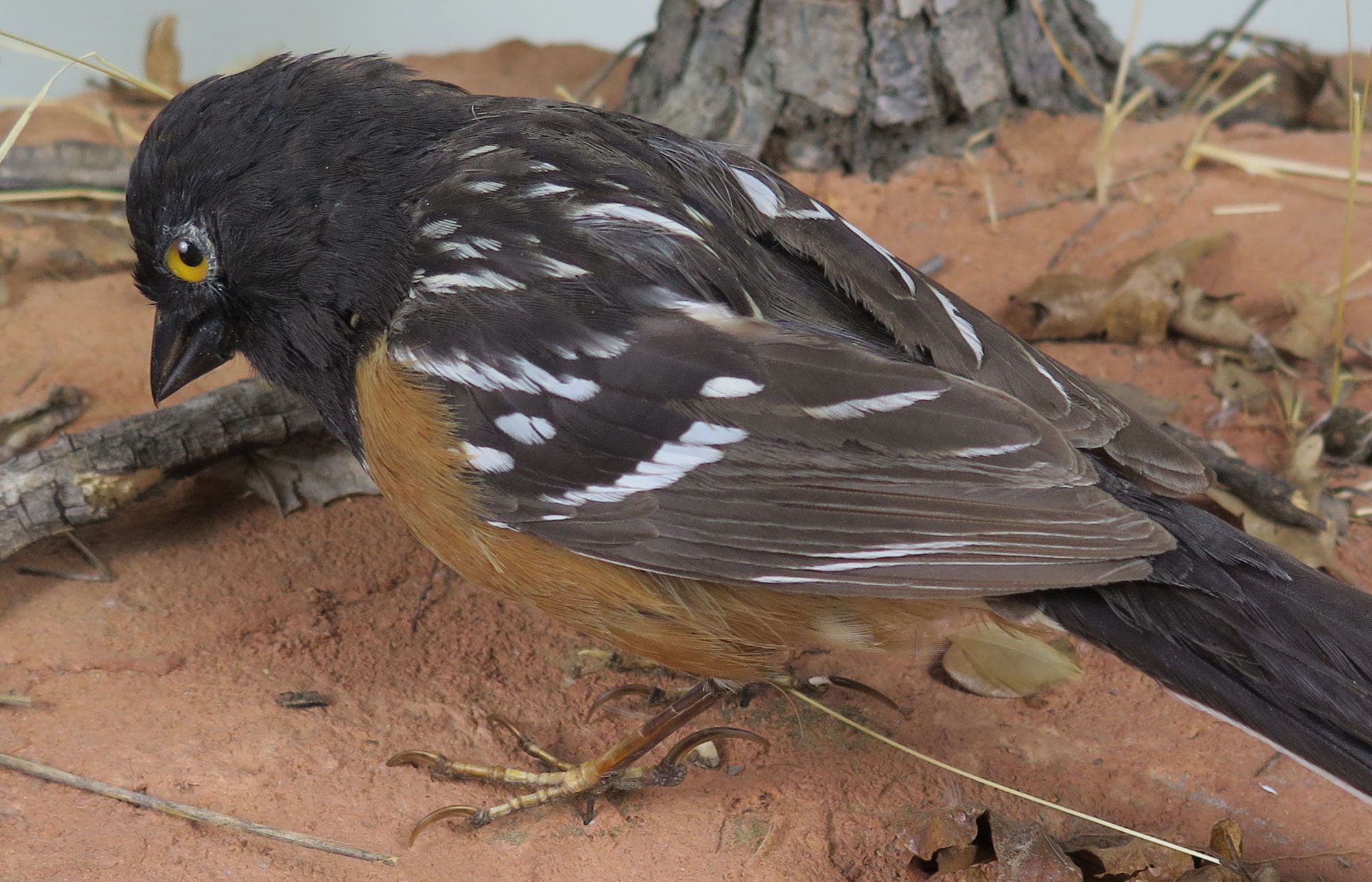 Sparrow specimen with black and white speckled wings, red brown sides