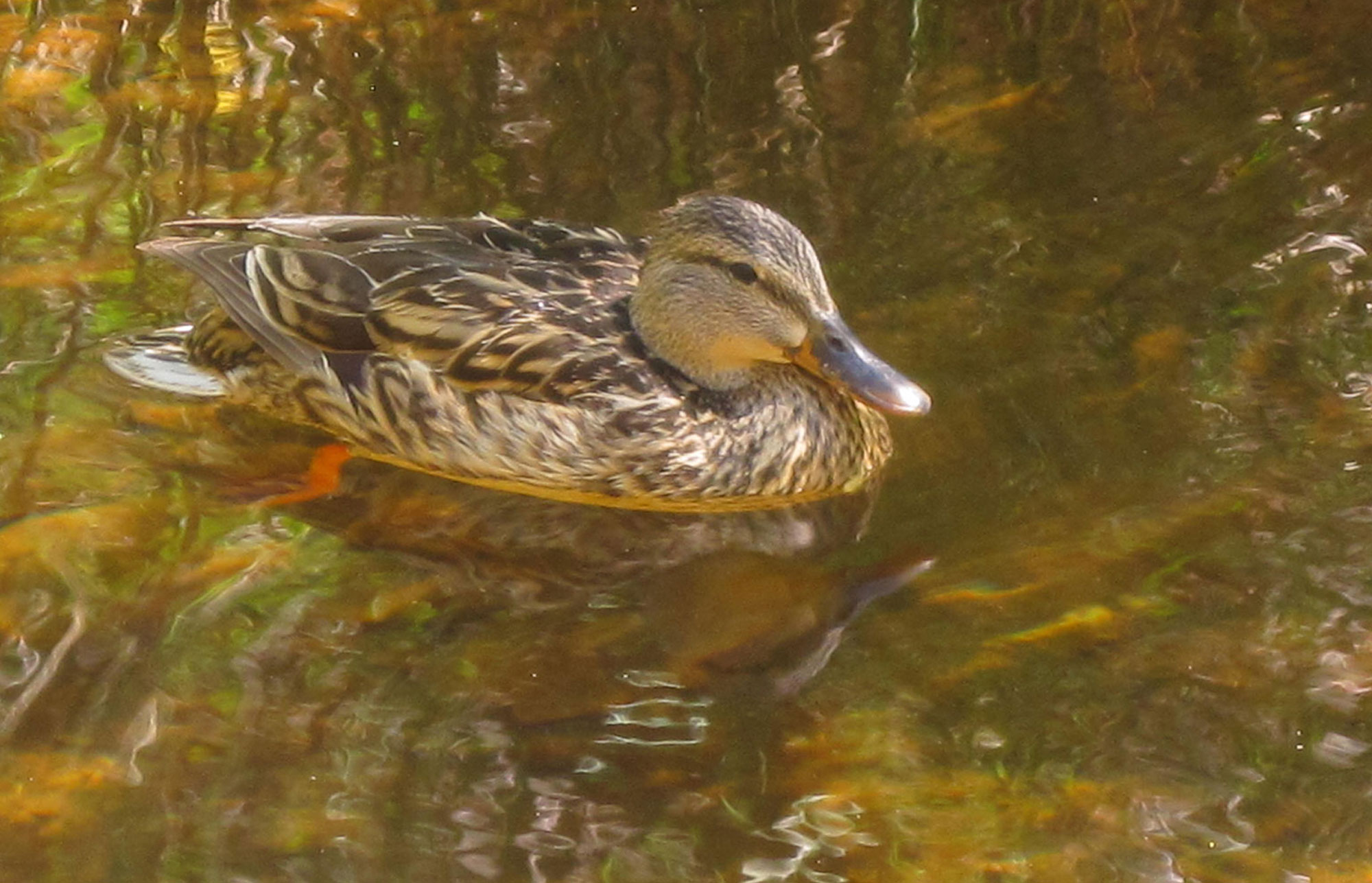 Zion Northern Pintail.html