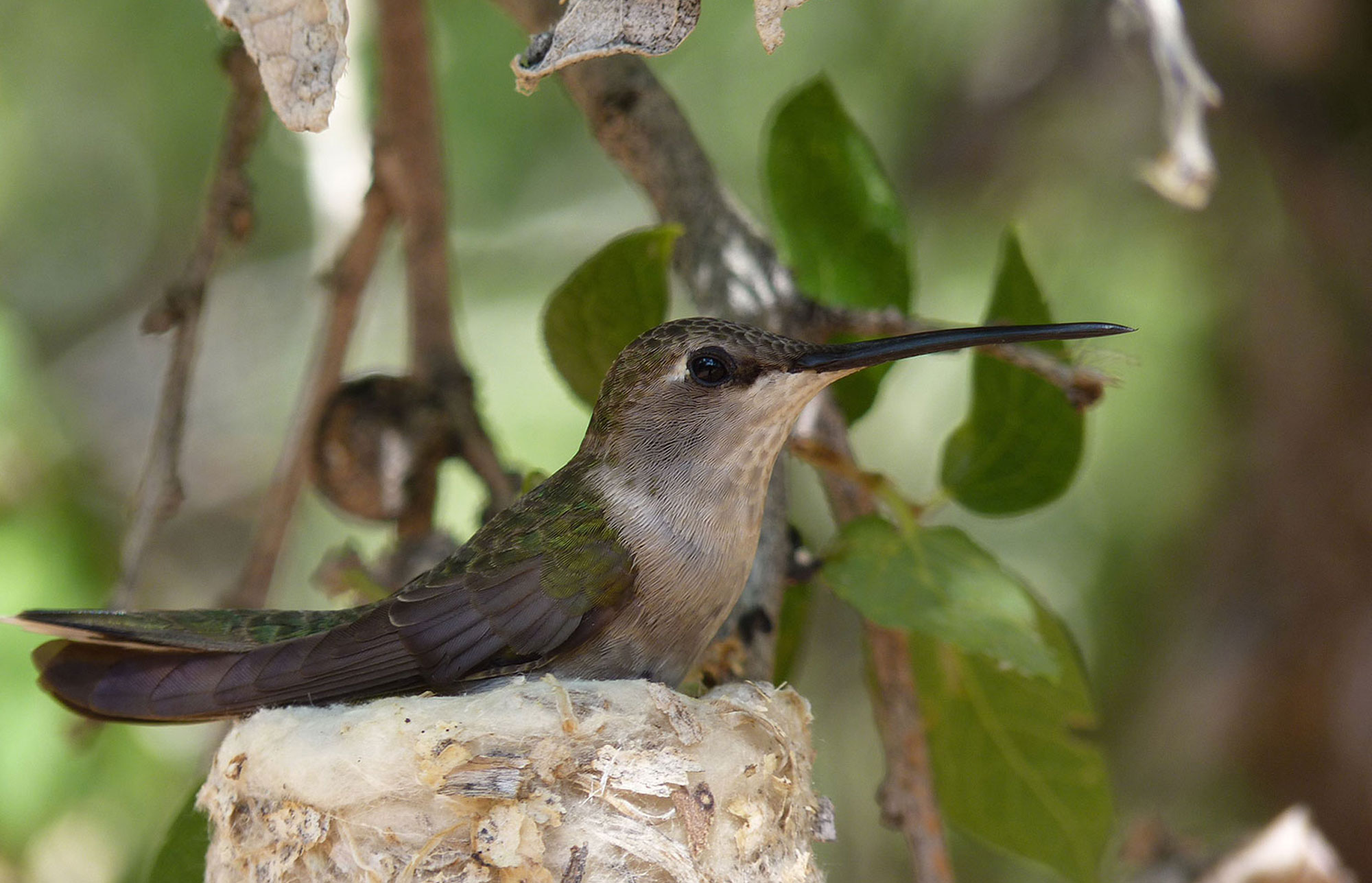 Black Chinned Hummingbird