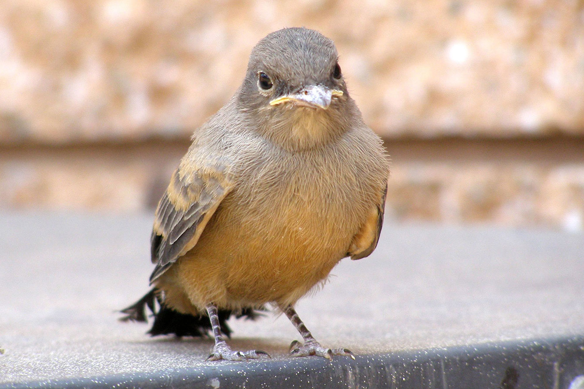 Wren