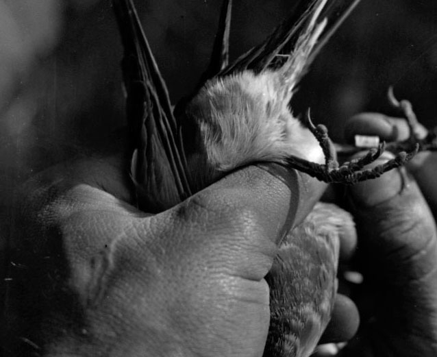 Measuring bird specimens