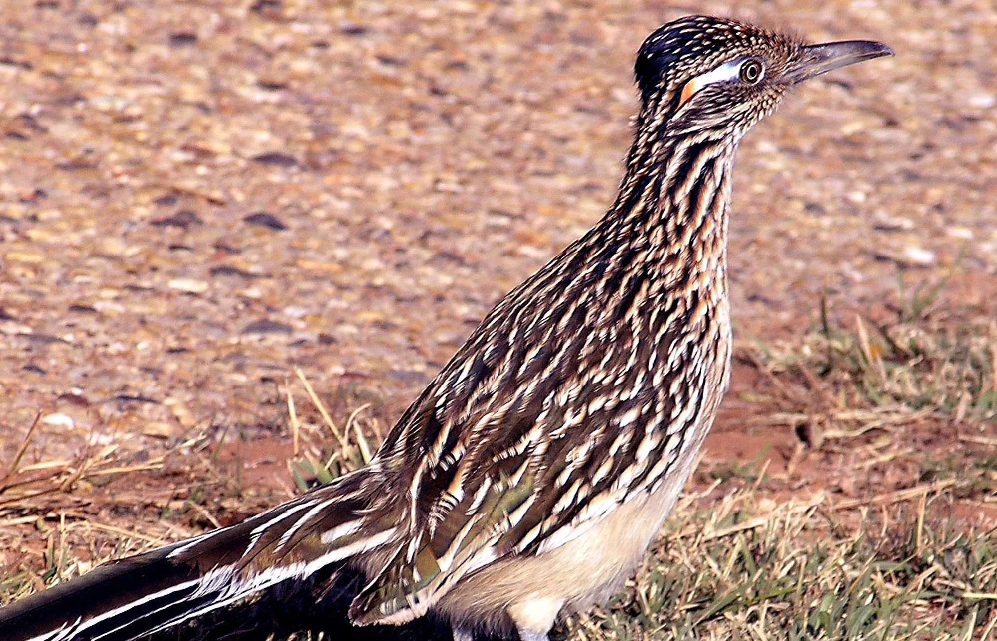 Greater Roadrunner