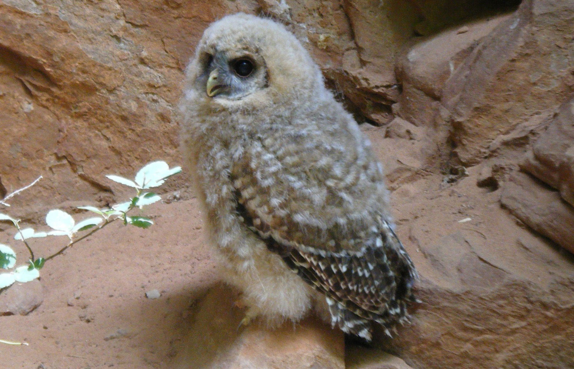 Mexican Spotted Owl