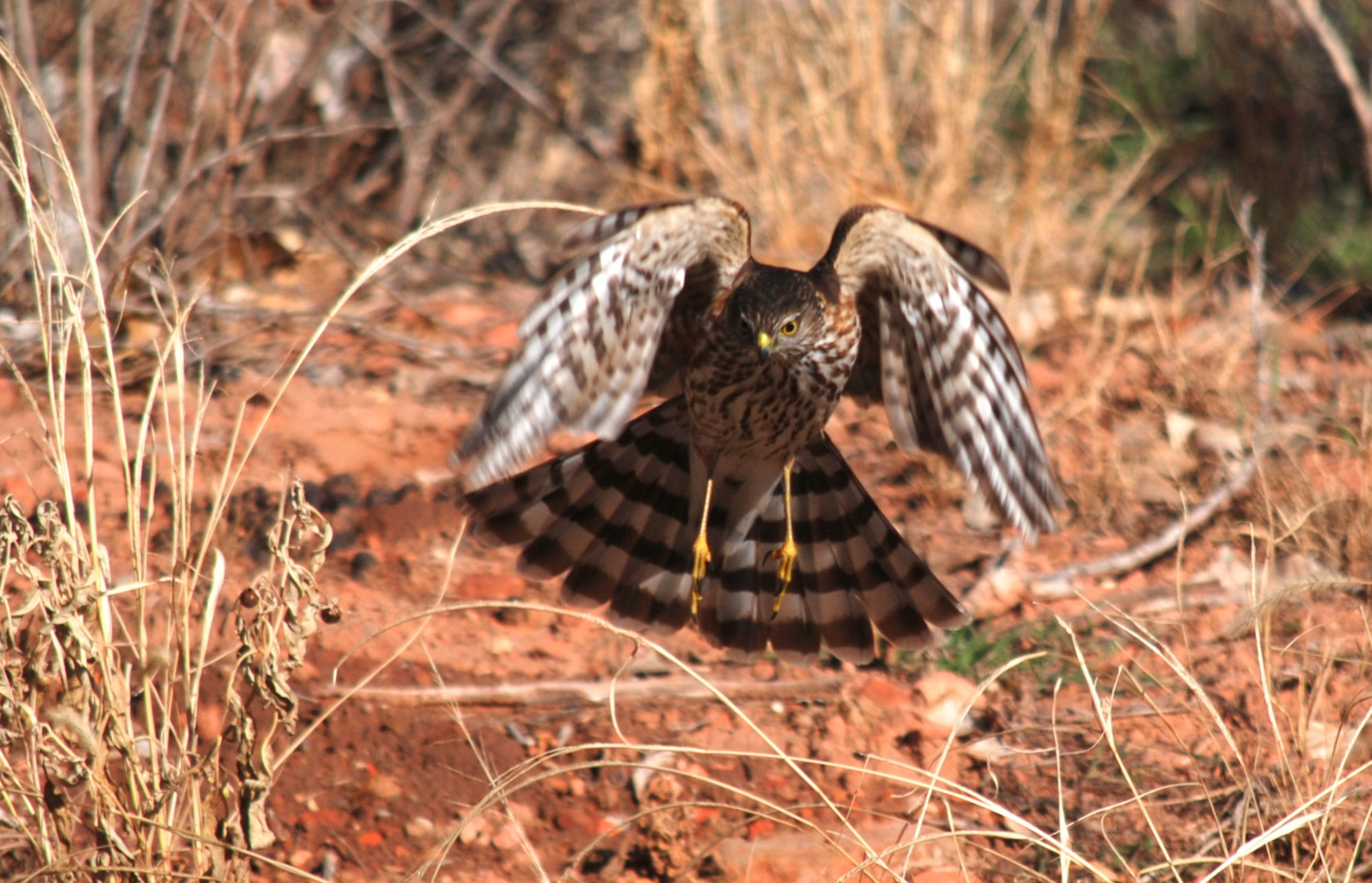 Peregrine falcon