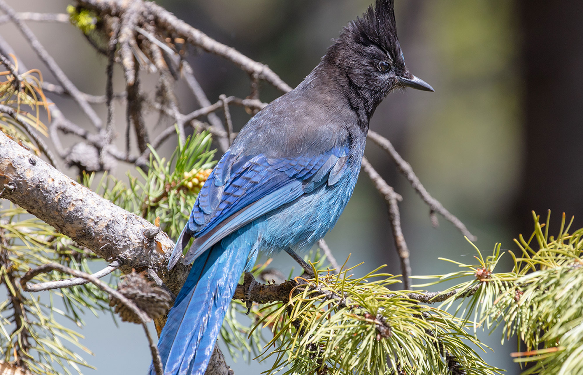 Stellar's Jay perching on a limb of conifer tree