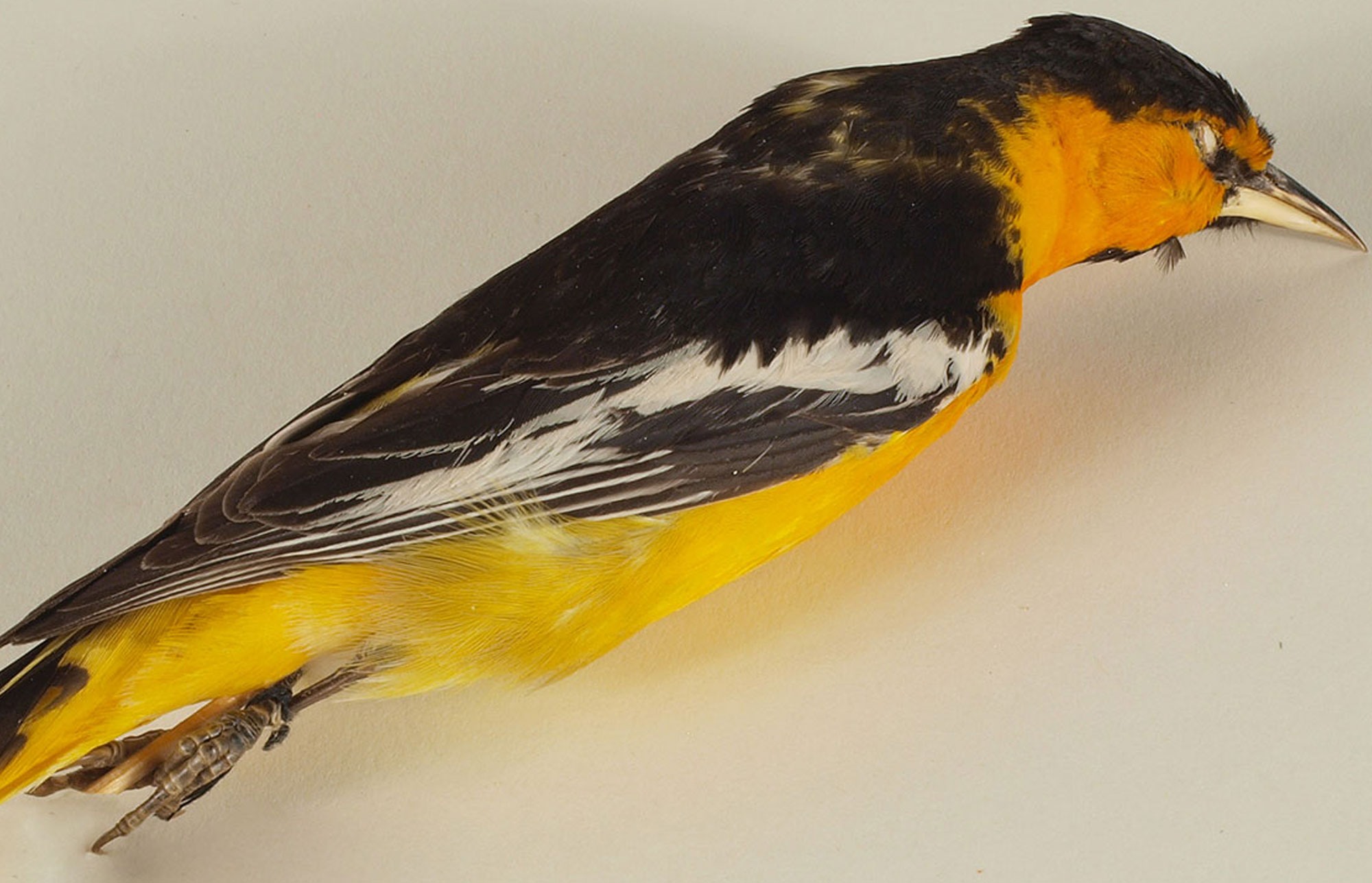 Bullocks Oriole