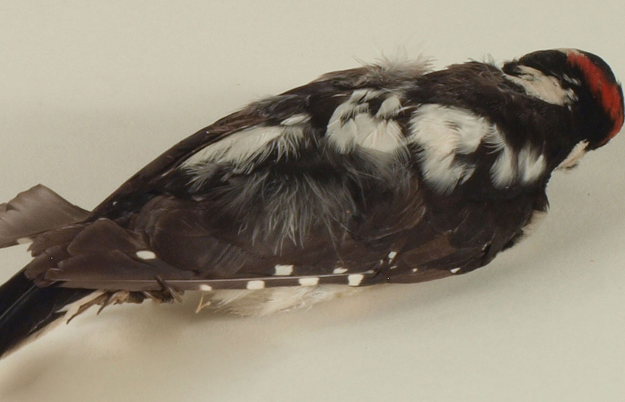 Male Hairy Woodpecker specimen