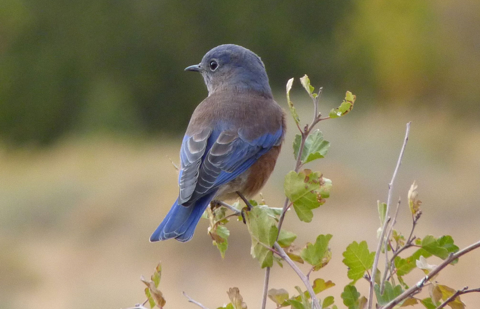 Western Bluebird