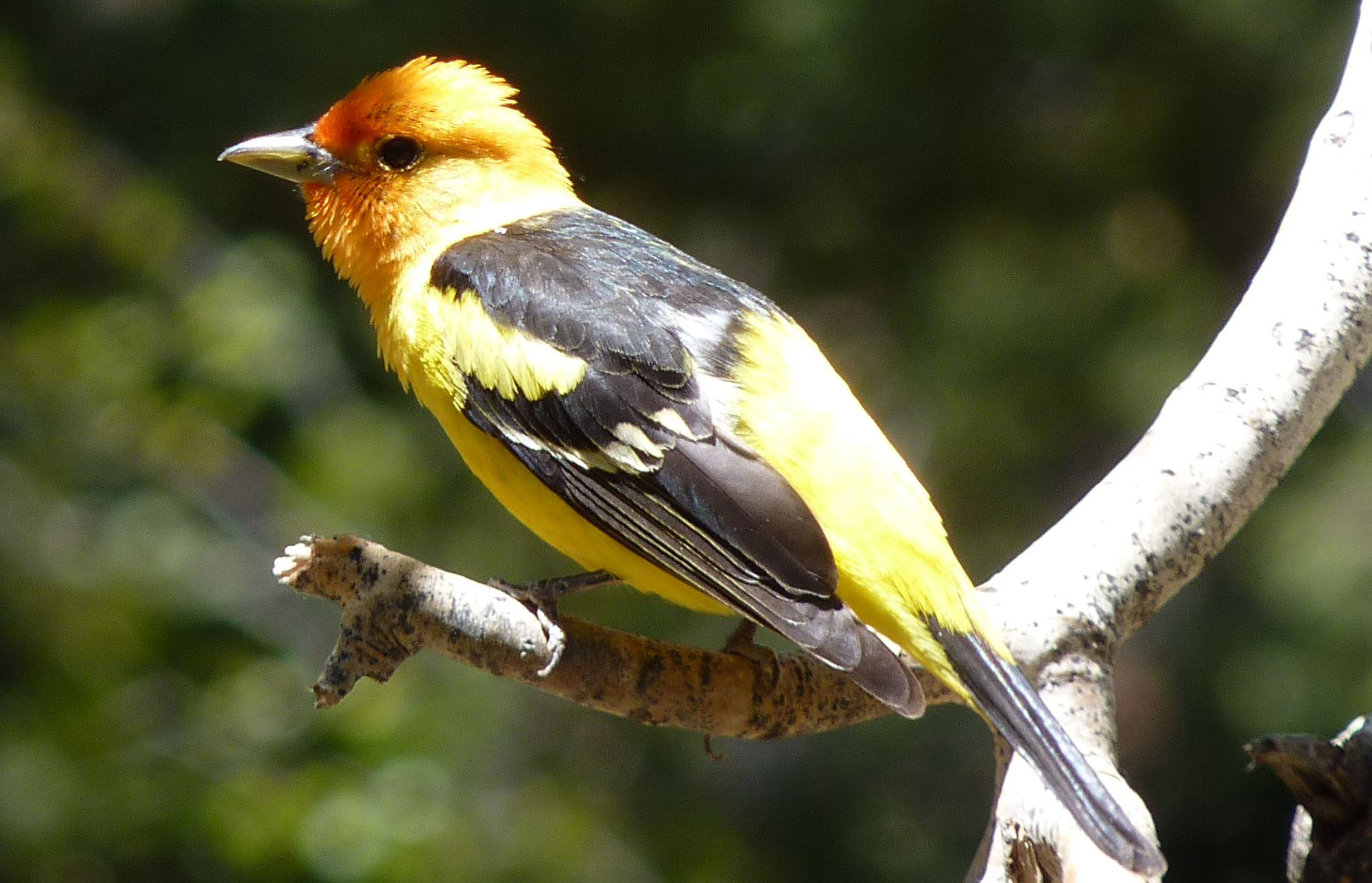 Western Tanager