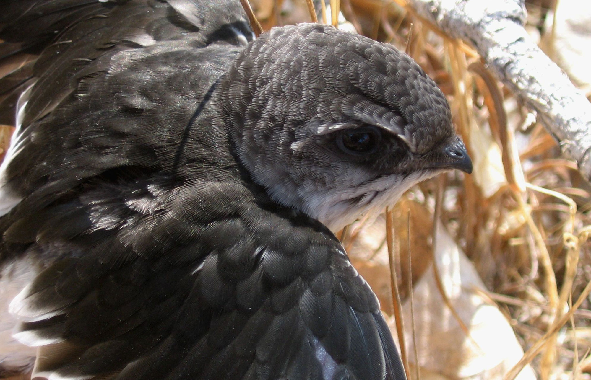 White Throated Swift