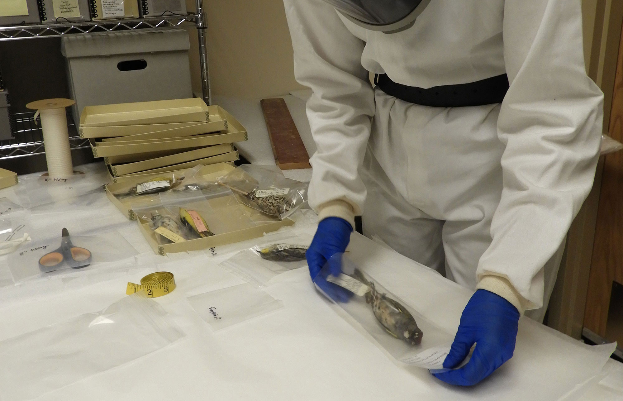 Placing specimen in polypropylene bag