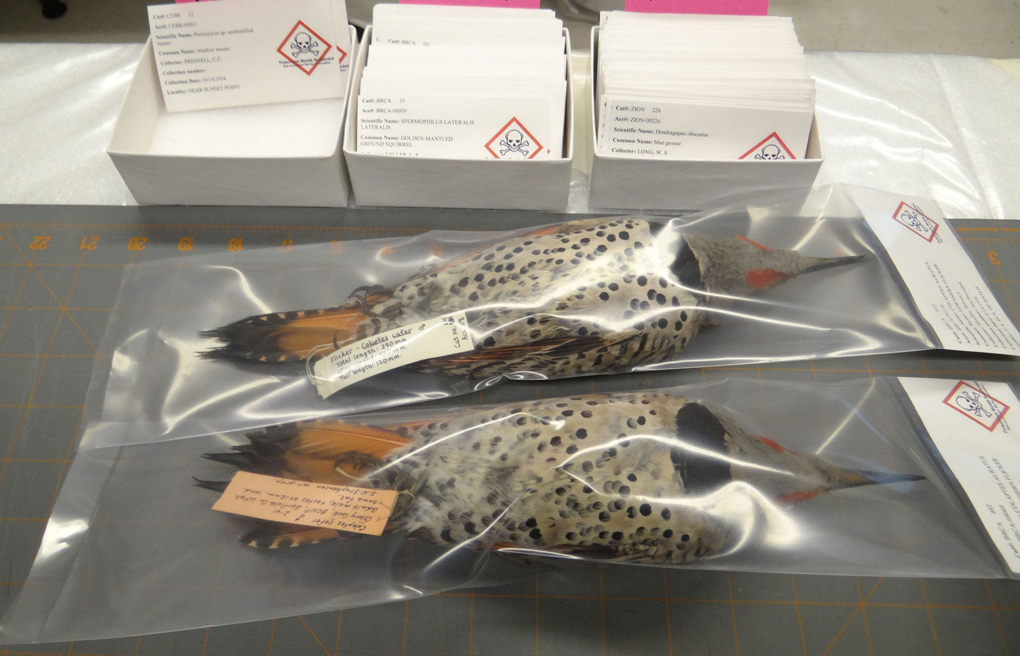 Northern Flicker specimens after rehousing