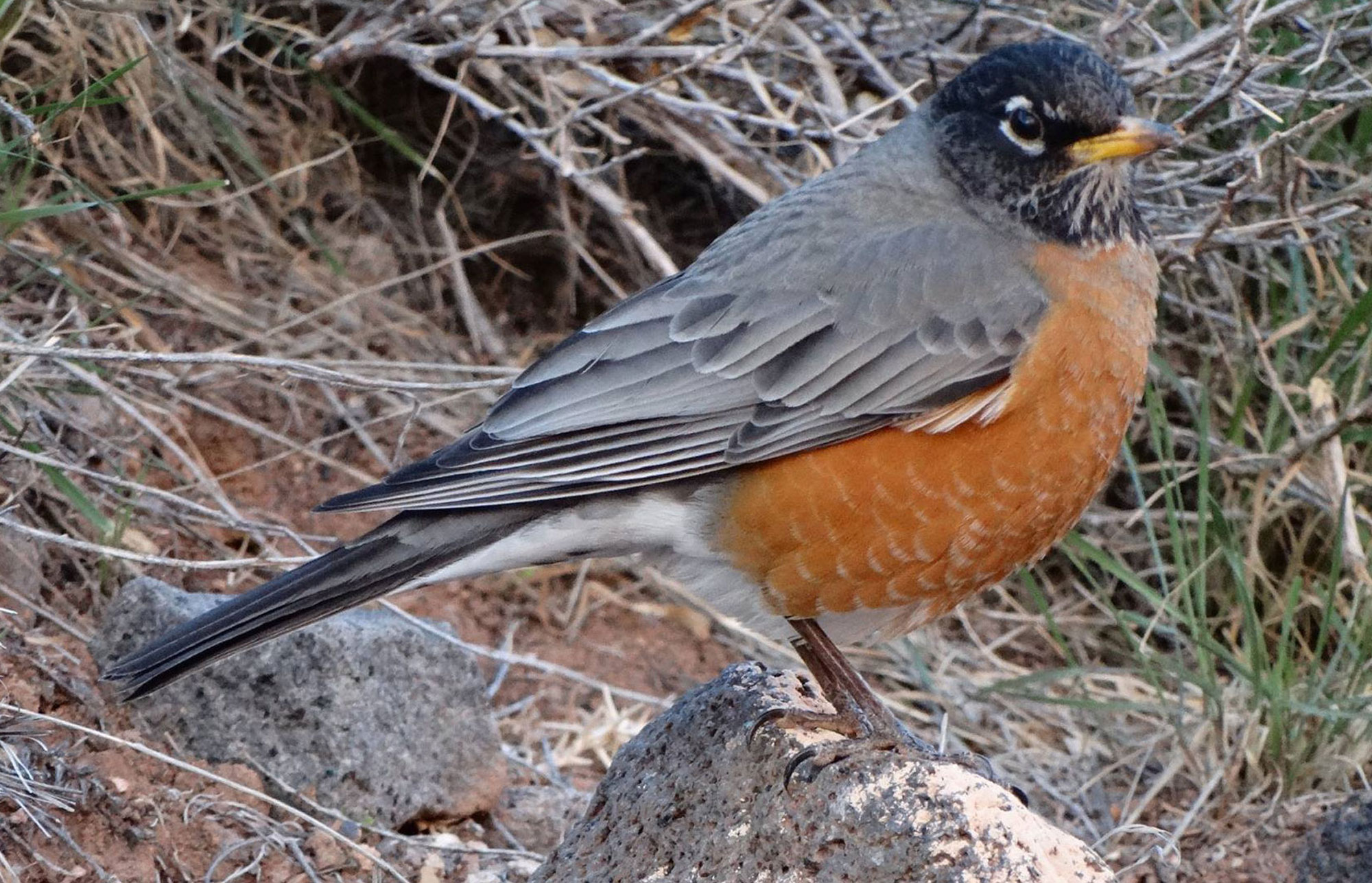 American Robin