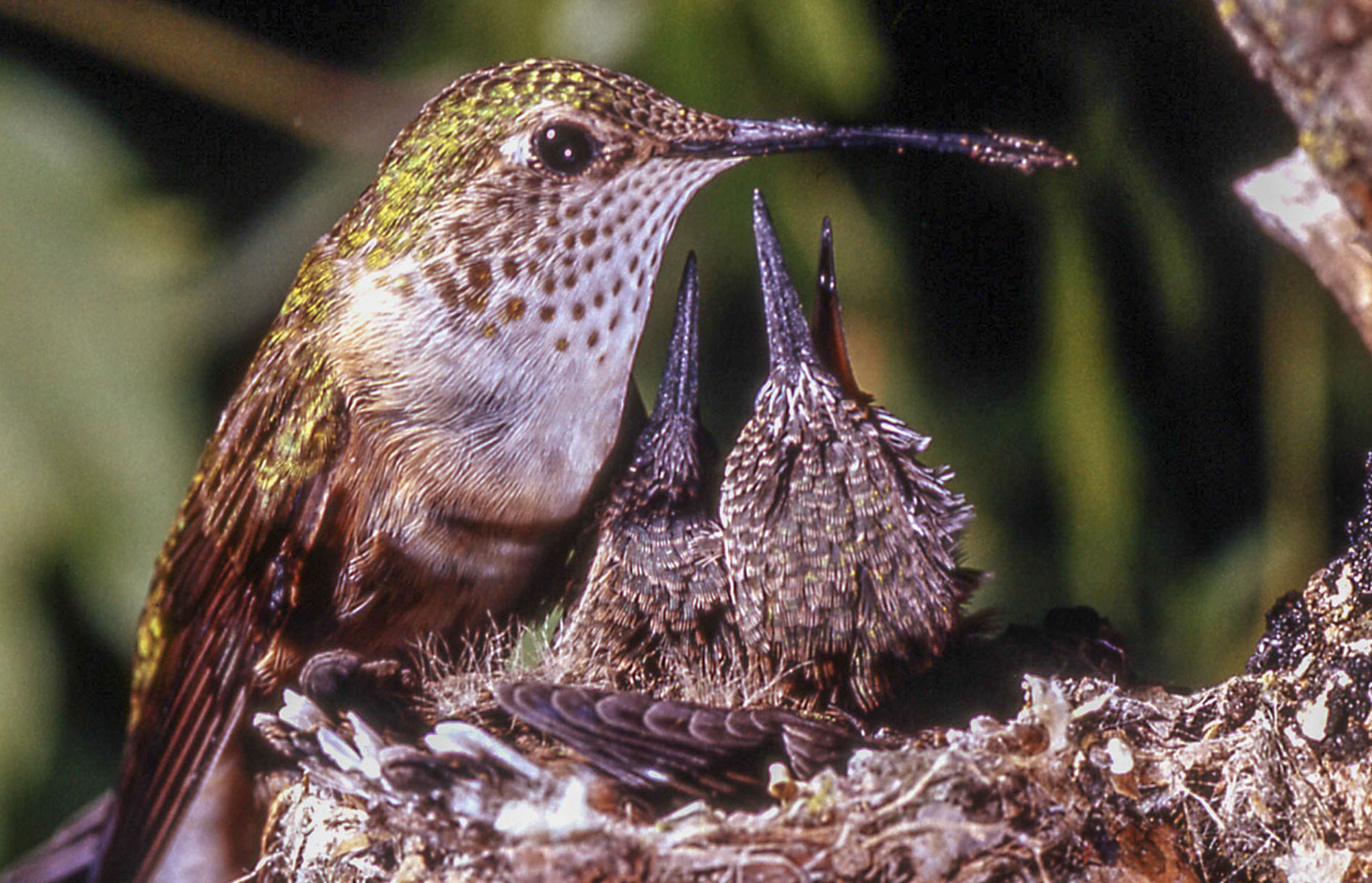 Broad-Tailed Hummingbird Nest