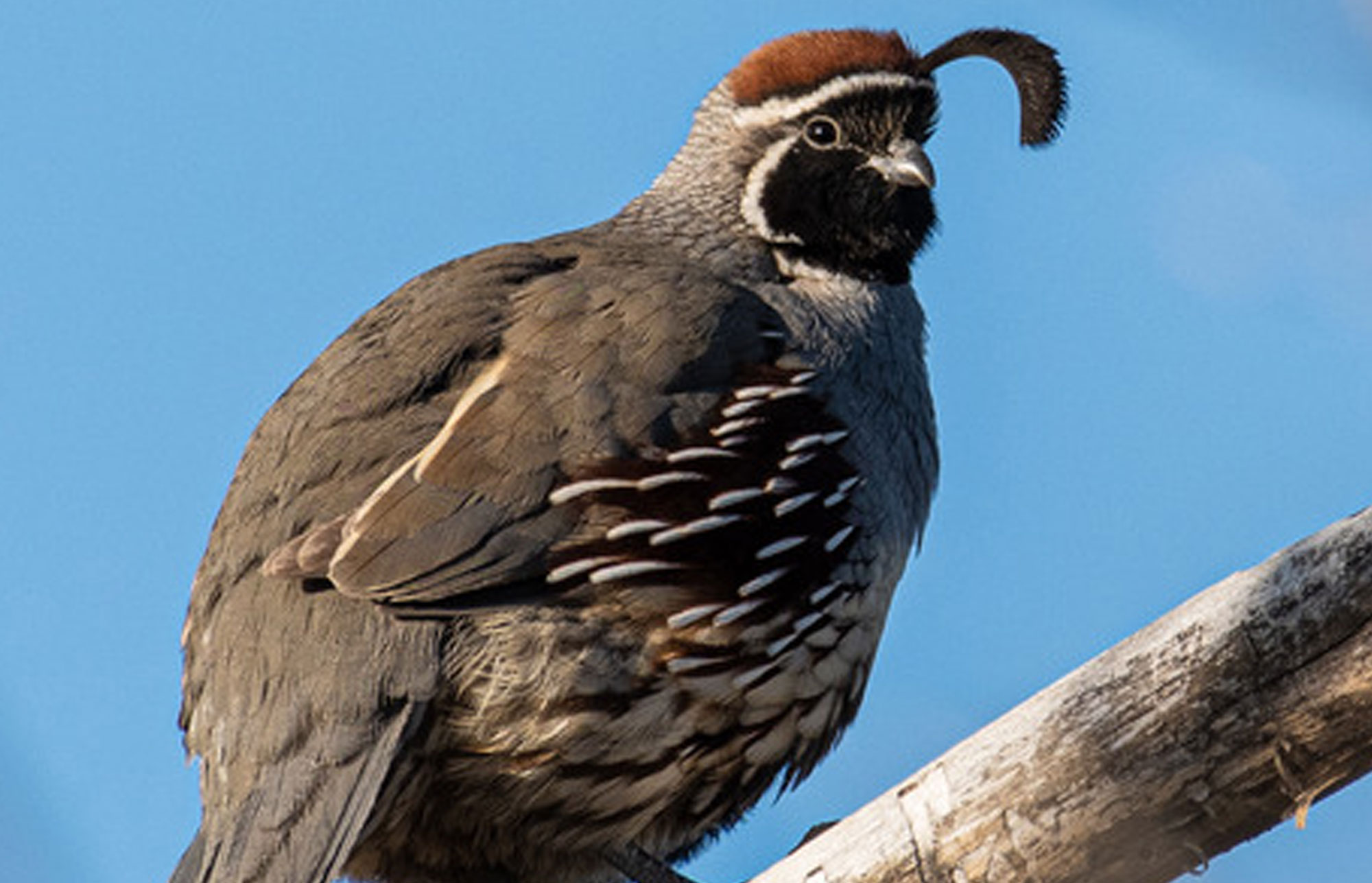 Gambel's Quail