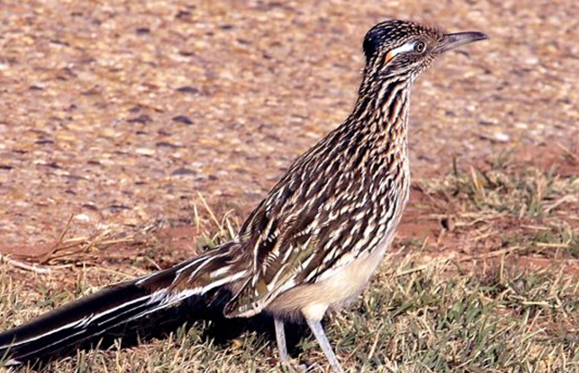 Roadrunner