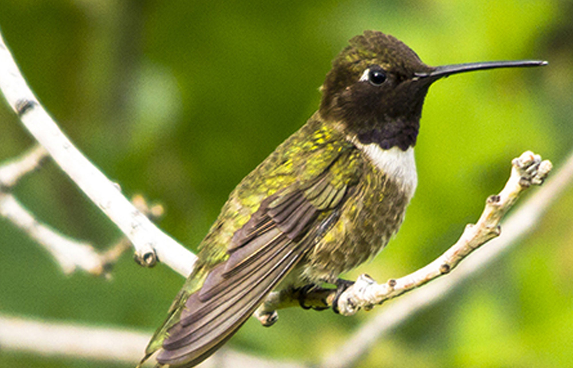 Black-Chinned Hummingbird