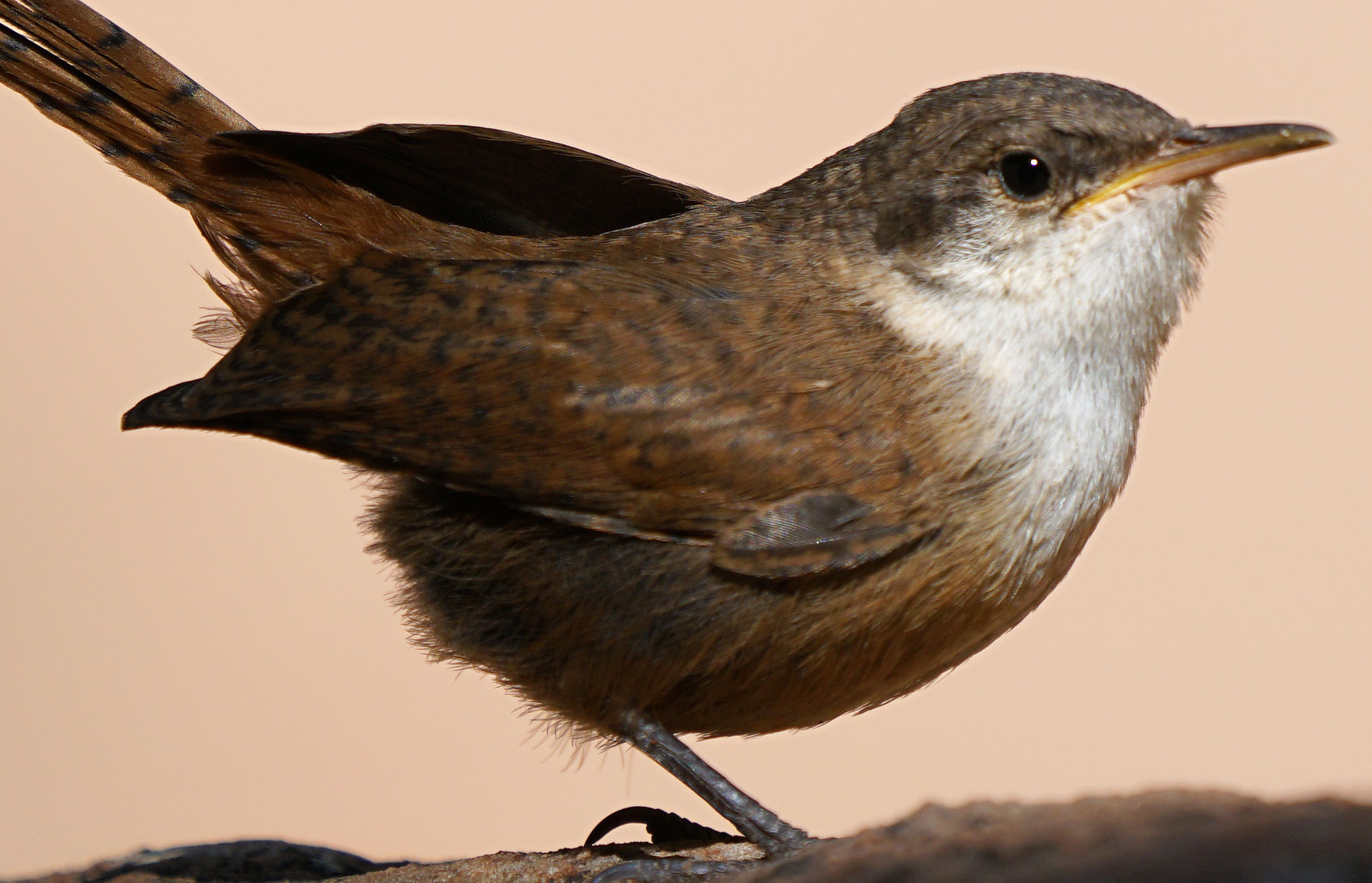 Canyon Wren