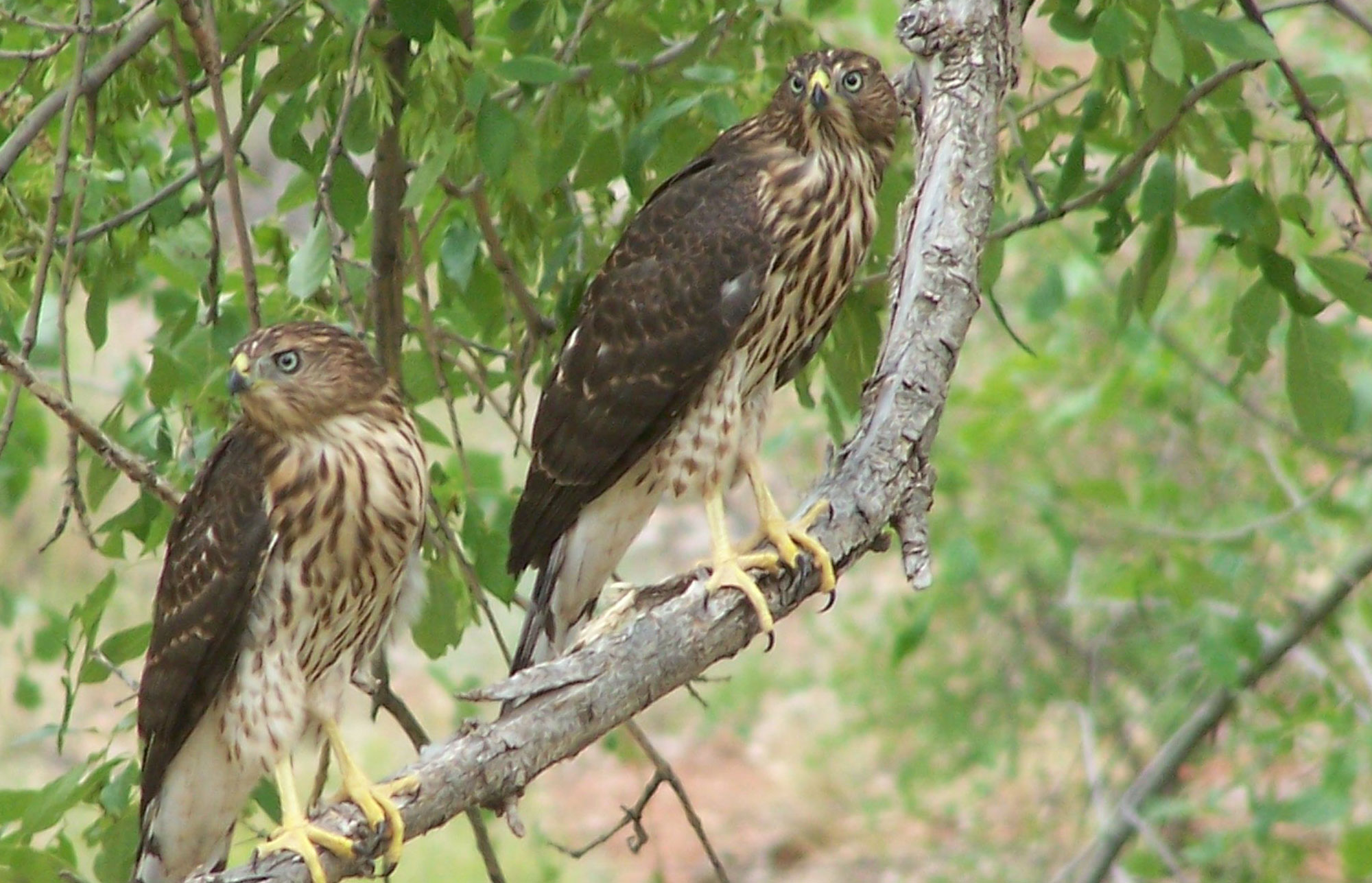 Northern Goshawk