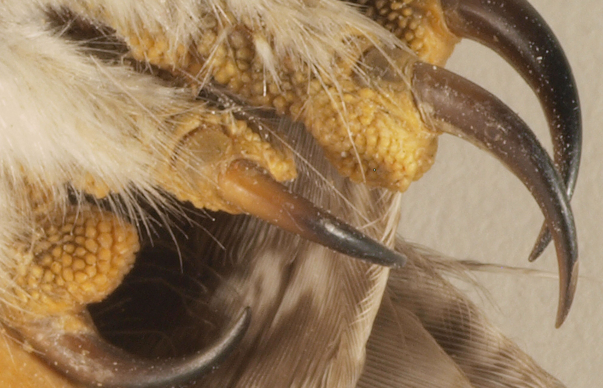 Detail of Western Screech-Owl Talons