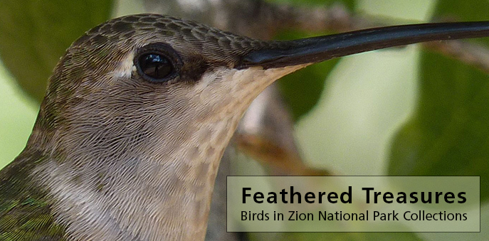 Exhibit features: Feathered Treasures Birds in Zion National Park