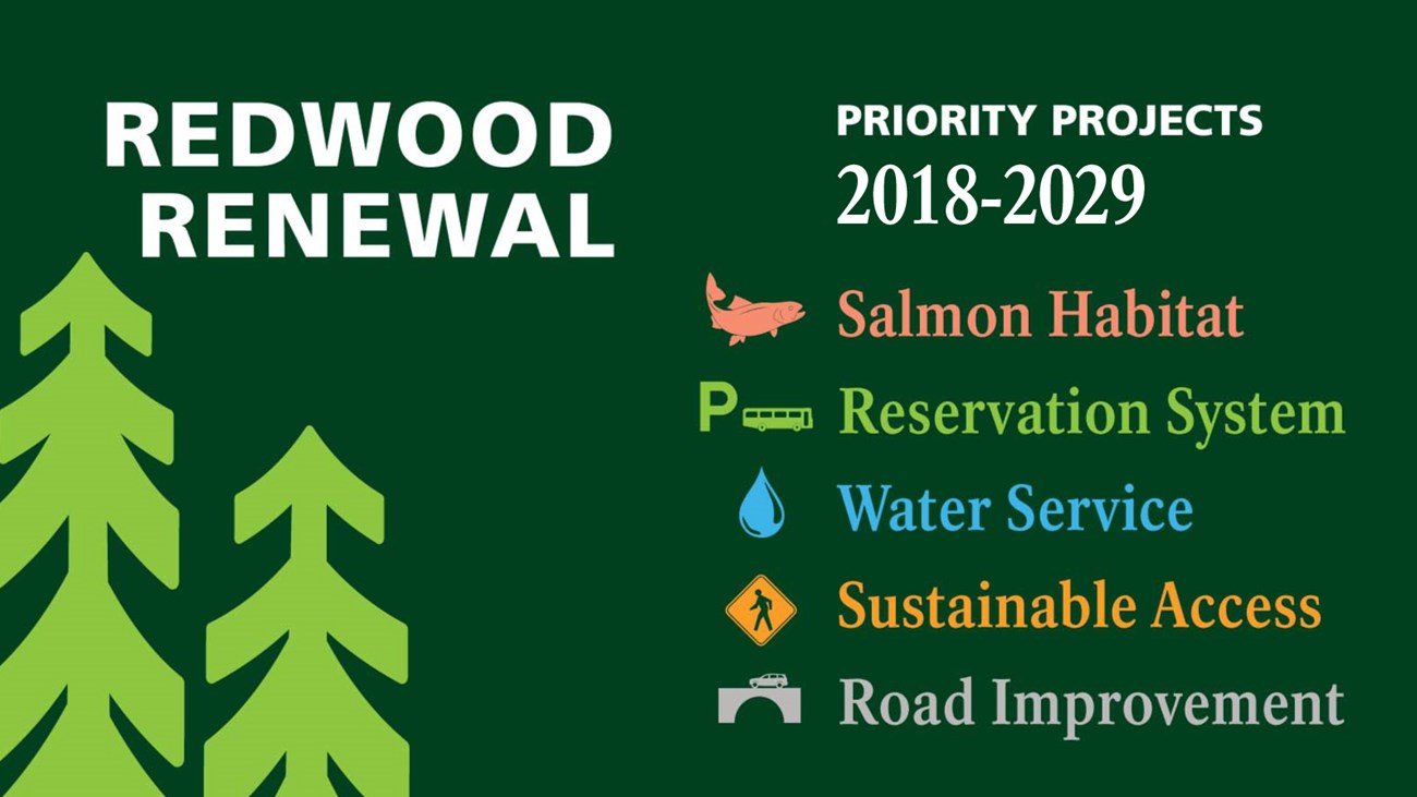 Redwood Renewal Begins Priority Projects