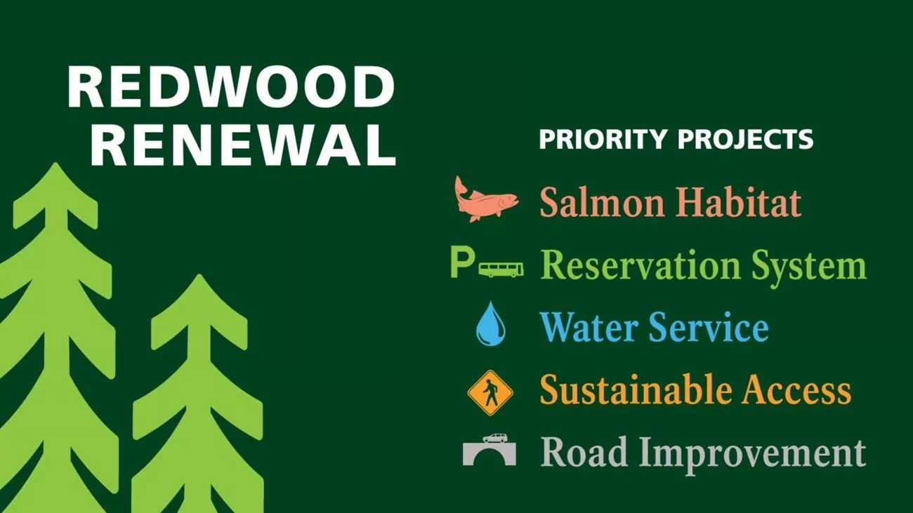Redwood Renewal Begins Priority Projects