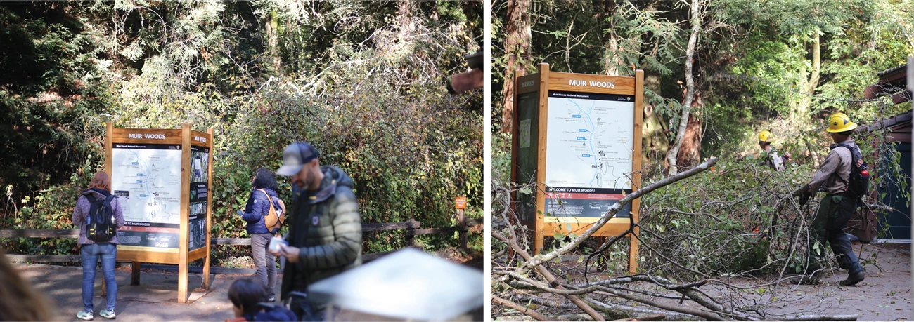 Visitors stand in front of an information kiosk in Muir Woods National Monument. Notice the dense overgrowth in the background. Next, a firefighter removes plant debris during a defensible space project at Muir Woods National Monument. A side by side comparison of before and during excess plant removal.