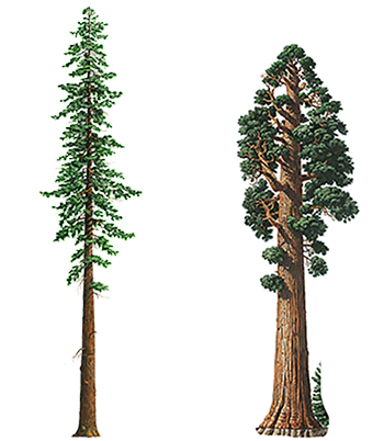 sequioa and redwood