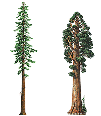 sequioa and redwood
