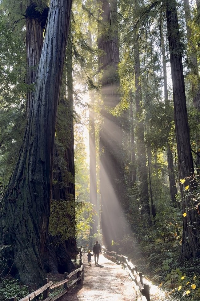 a parent and child walk along a trail while sunlight streams between towering trees
