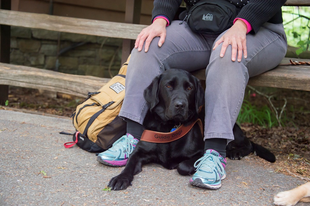 A black retriever with a “Guide Dogs” harness sits below a bench, between the legs of its handler.