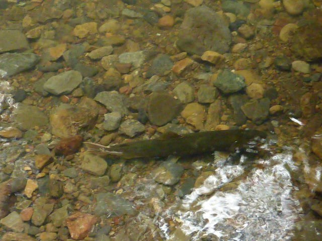 A female coho salmon digs her nest (redd) in the clear, cold waters of Redwood Creek. Coho spawning adults return each winter to the creek where they were spawned.